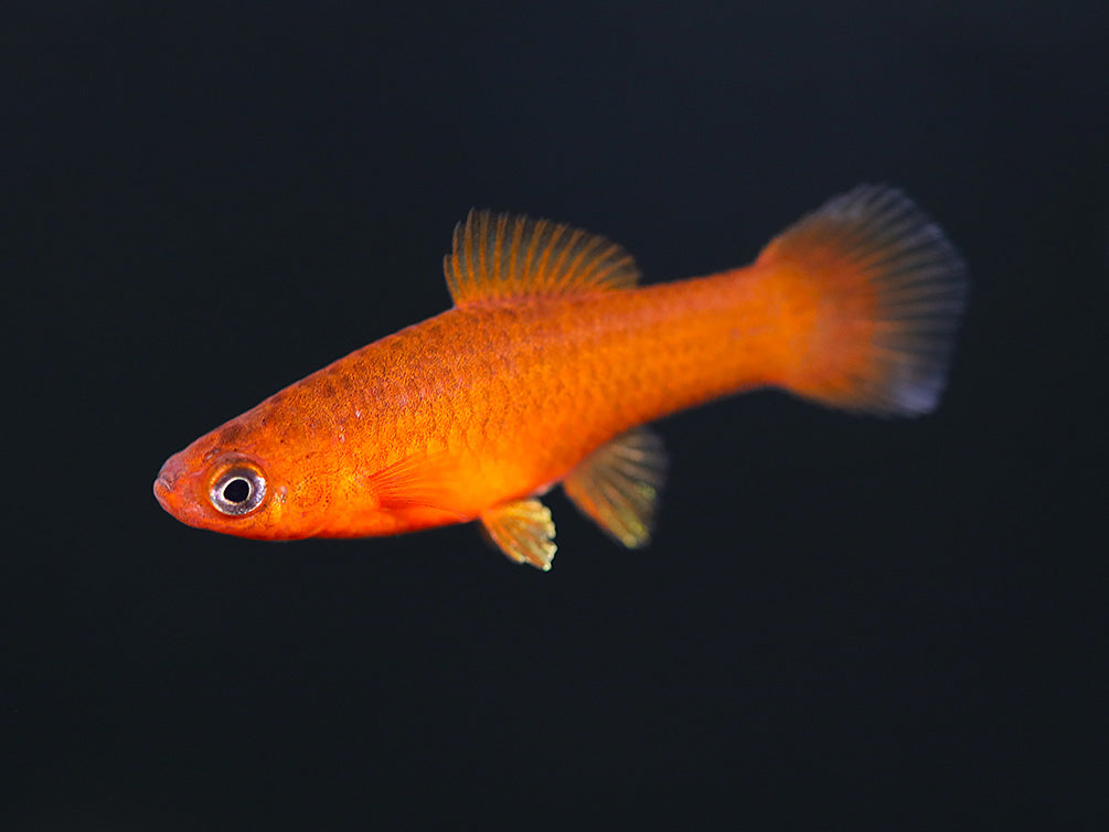 Orange Swordtail (Xiphophorus hellerii) – Locally Bred