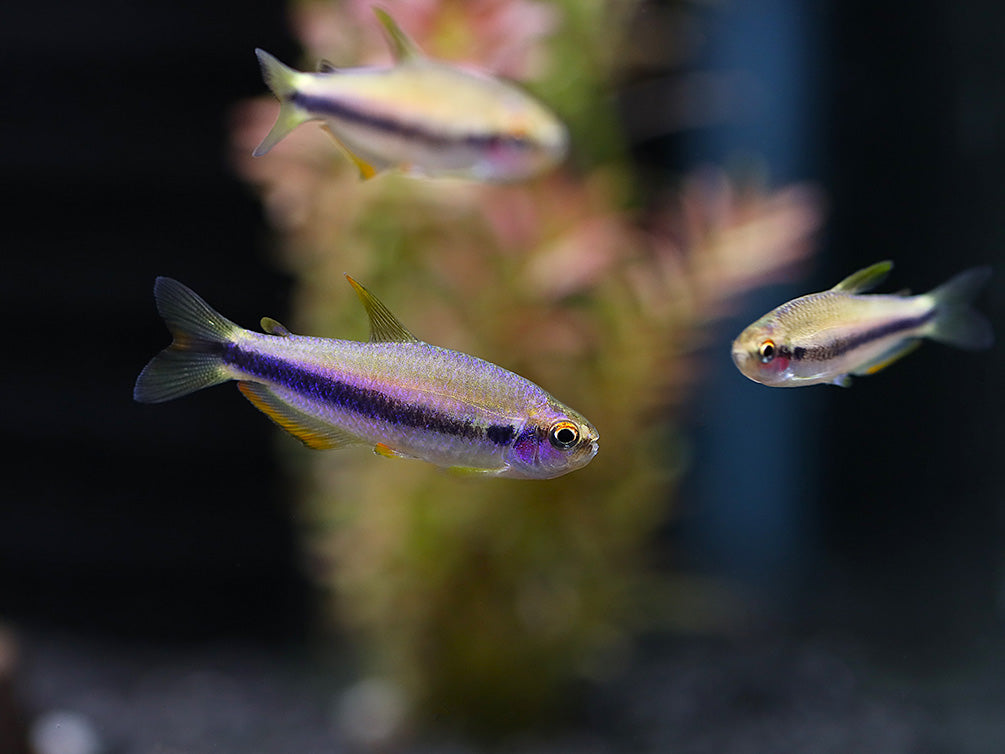 Orange Yellow Kerri Tetra (Inpaichthys cf. kerri “Orange Yellow”) – Tank Bred