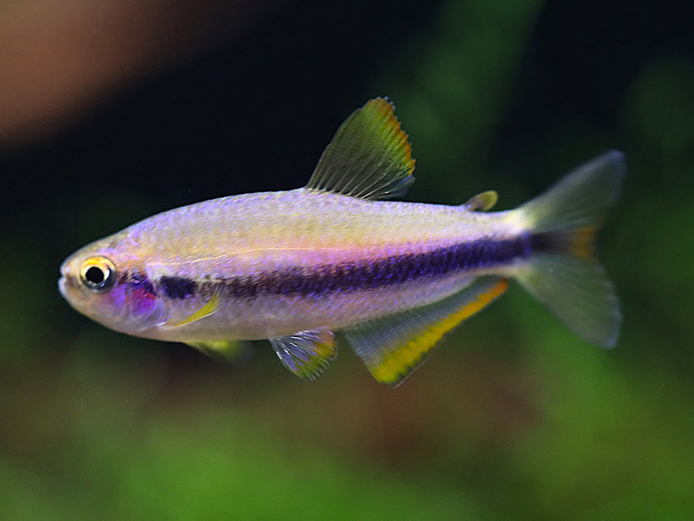 Orange Yellow Kerri Tetra (Inpaichthys cf. kerri “Orange Yellow”) – Tank Bred