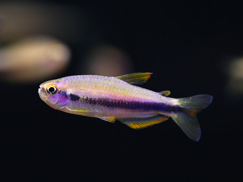Orange Yellow Kerri Tetra (Inpaichthys cf. kerri “Orange Yellow”) – Tank Bred