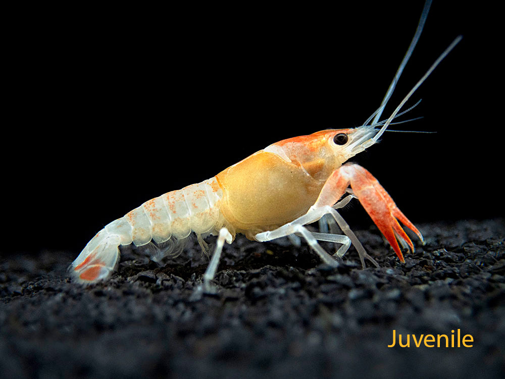 Orange Ghost AKA Fireball AKA Firecracker Crayfish (Procambarus clarkii “Orange Ghost"), Tank-Bred!