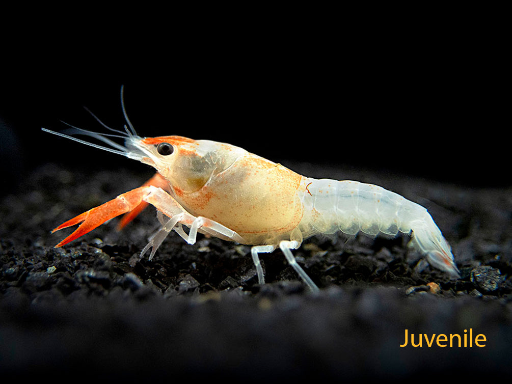 Orange Ghost AKA Fireball AKA Firecracker Crayfish (Procambarus clarkii “Orange Ghost"), Tank-Bred!