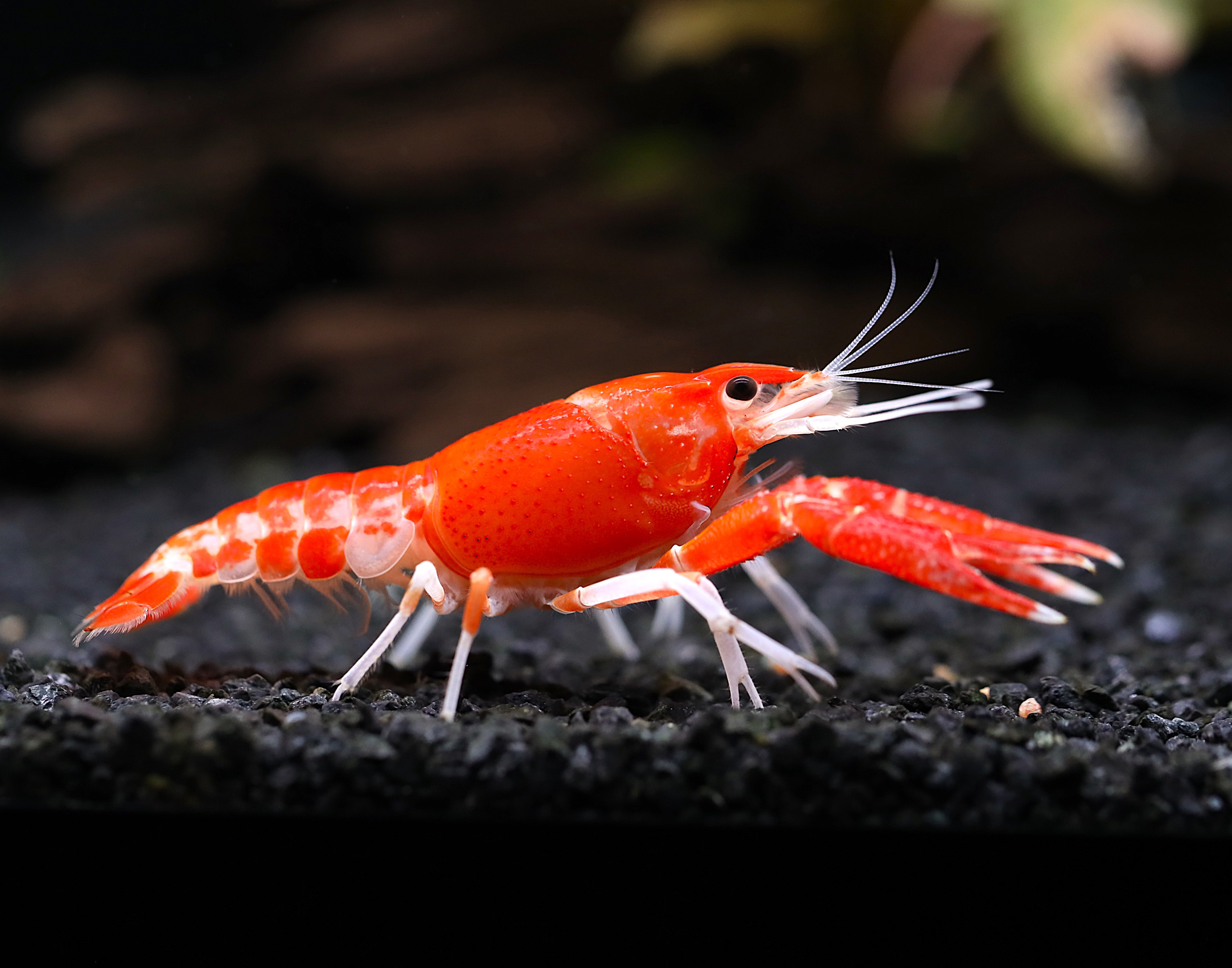 Aquarium【Silver925+ロジウムコーティング】 Orange Ghost Crayfish (Procambarus clarkii), Tank-Bred! - Aquatic Arts