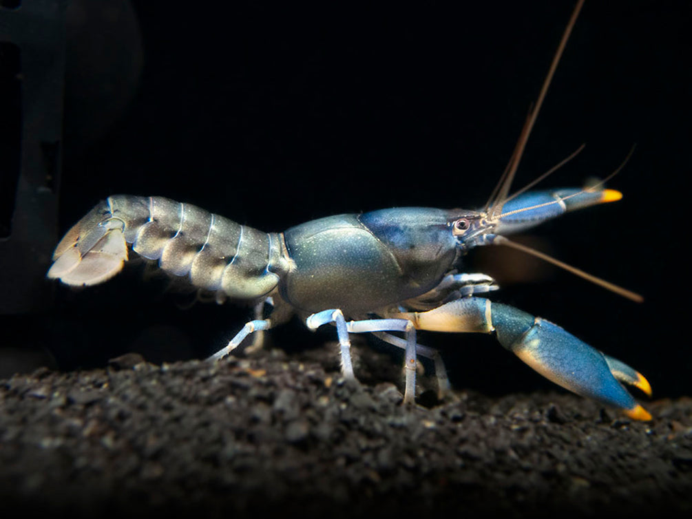 Emerald Fire Crayfish (Cherax snowden)