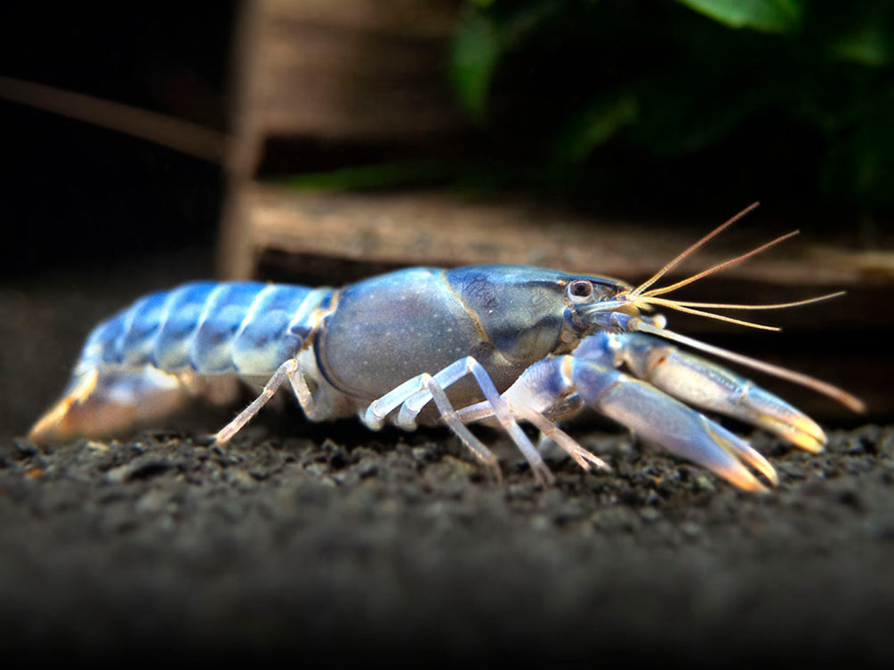 Emerald Fire Crayfish (Cherax snowden)