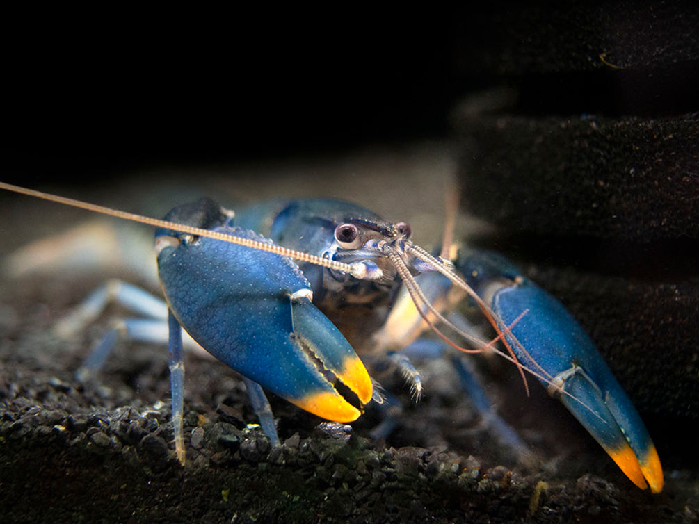 Emerald Fire Crayfish (Cherax snowden)