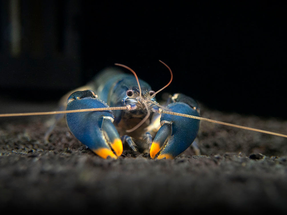 Emerald Fire Crayfish (Cherax snowden)