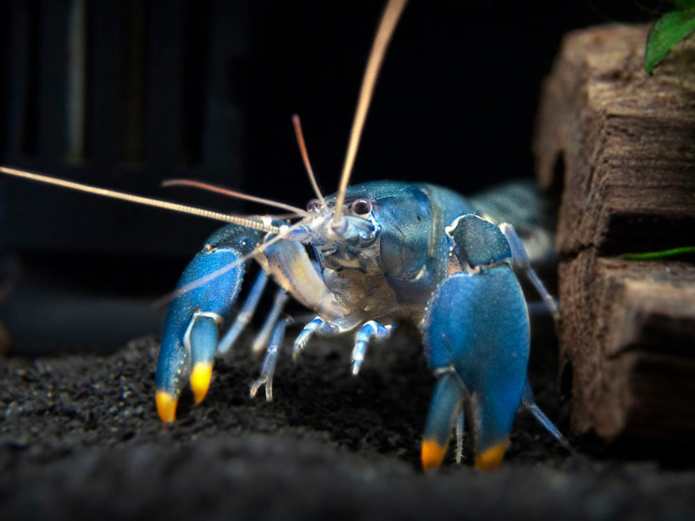 Emerald Fire Crayfish (Cherax snowden)