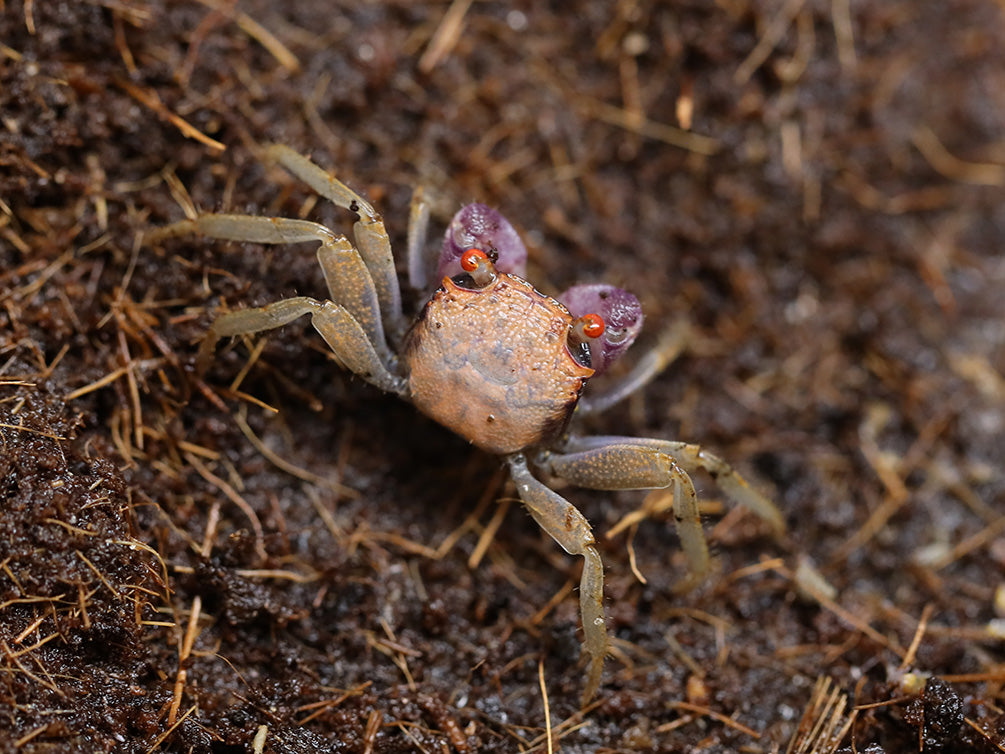 Orange Disco Vampire Crab (Geosesarma tiomanicum)