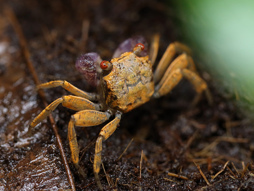 Orange Disco Vampire Crab (Geosesarma tiomanicum)