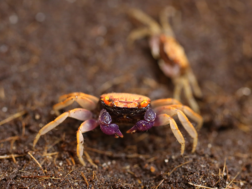 Orange Disco Vampire Crab (Geosesarma tiomanicum)