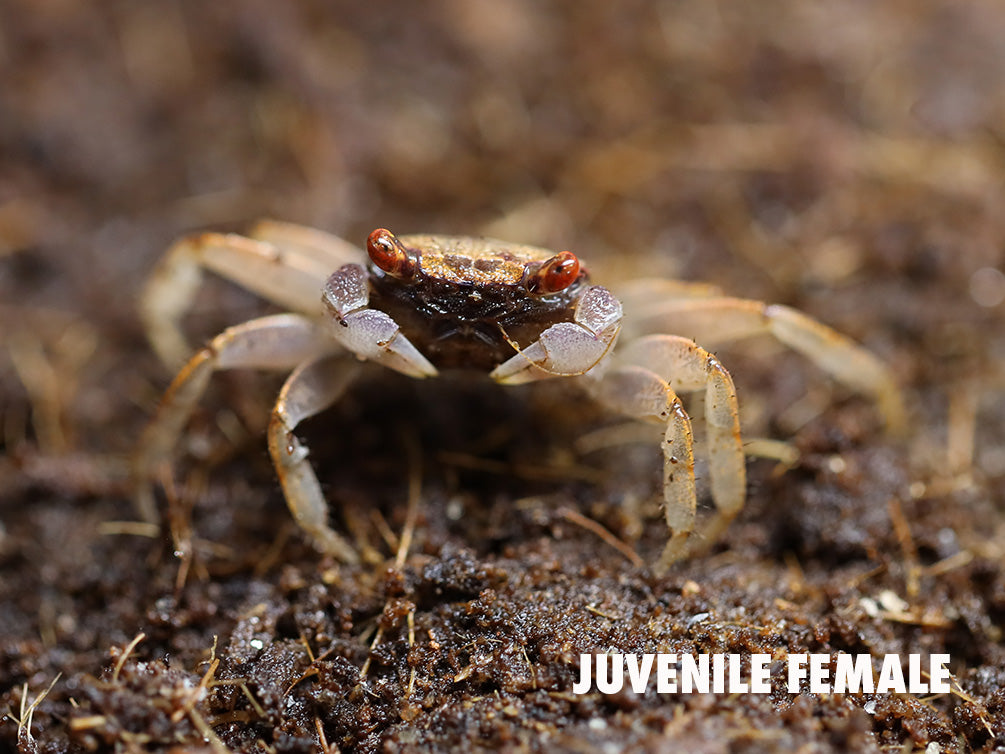 Orange Disco Vampire Crab (Geosesarma tiomanicum)