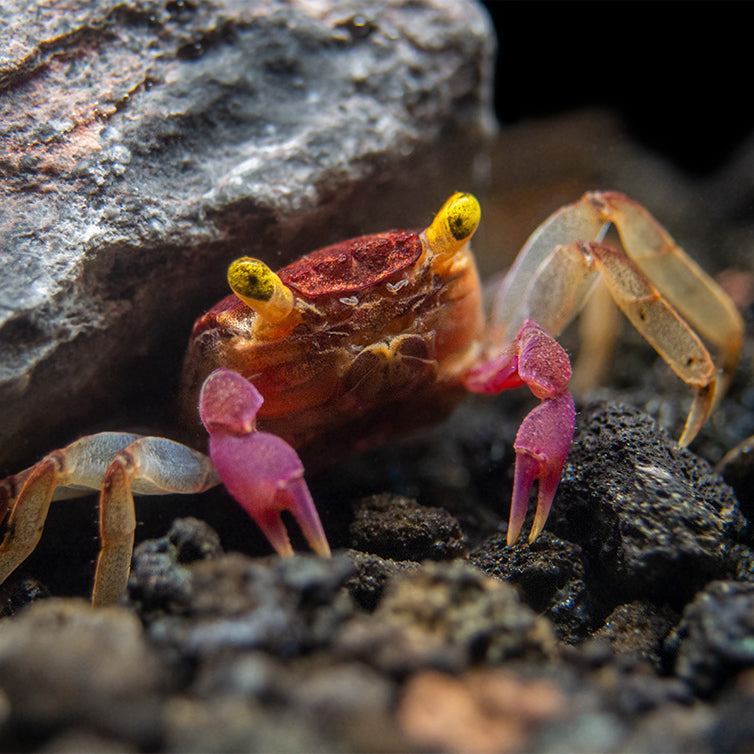 Orchid Vampire Crab (Geosesarma sp.)