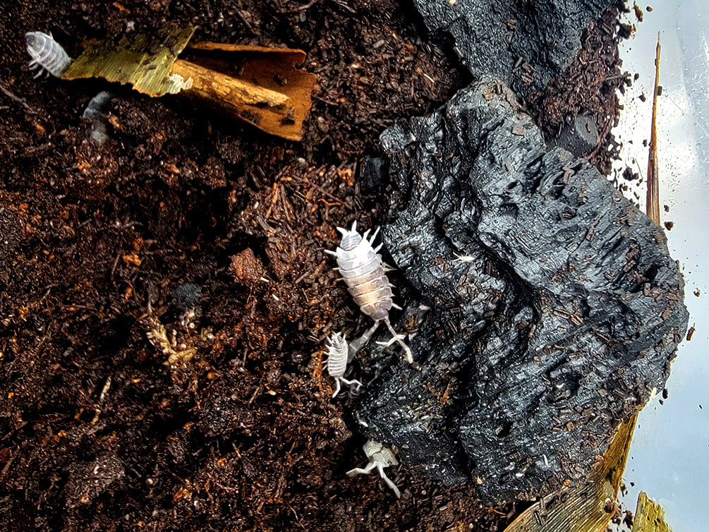 Oreo Crumbles Isopods (Porcellionides pruinosus "Oreo Crumble")  Bredby: Aquatic Arts