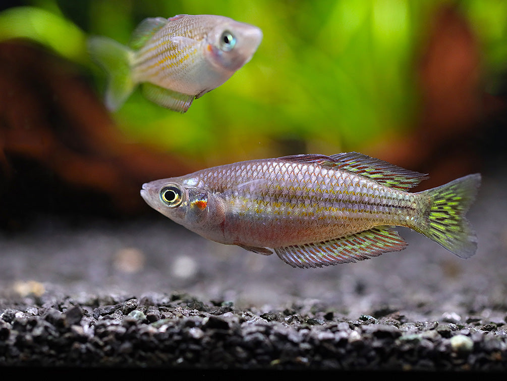 Checkered Ornate Rainbowfish (Melanotaenia splendida inornata) – Tank Bred - School of 3