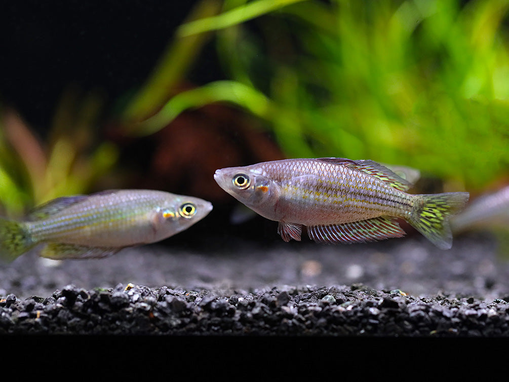 Ornate Rainbowfish (Rhadinocentrus ornatus) - Tank Bred