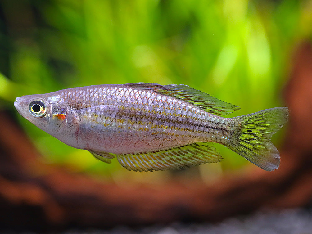 Ornate Rainbowfish (Rhadinocentrus ornatus) - Tank Bred