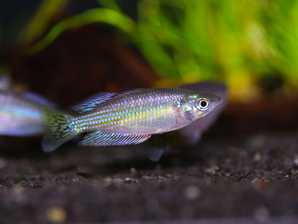 Ornate Rainbowfish (Rhadinocentrus ornatus) - Tank Bred