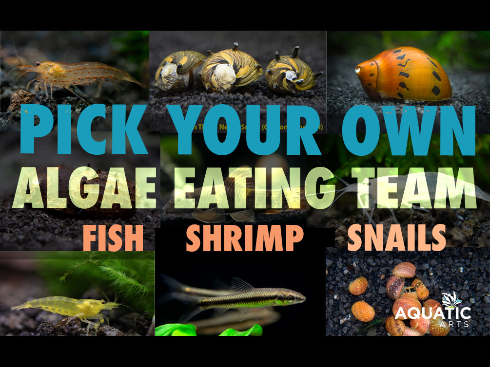 Build Your Own Algae Eating Crew – Aquatic Arts