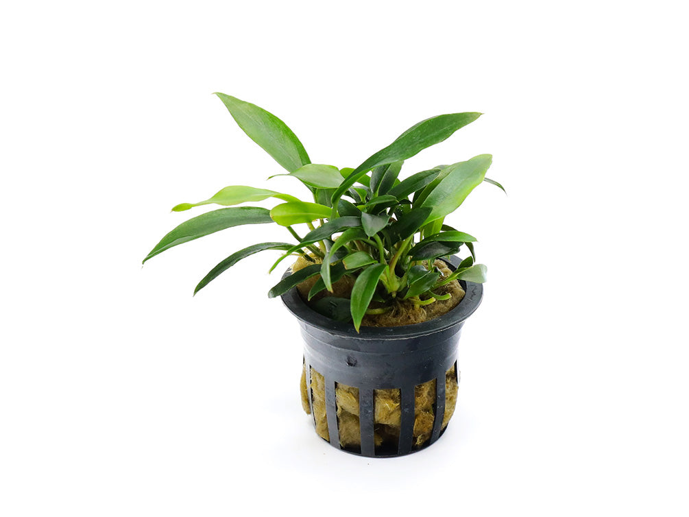Anubias Chili Jalapeño (Anubias barteri 'Chili Jalapeño