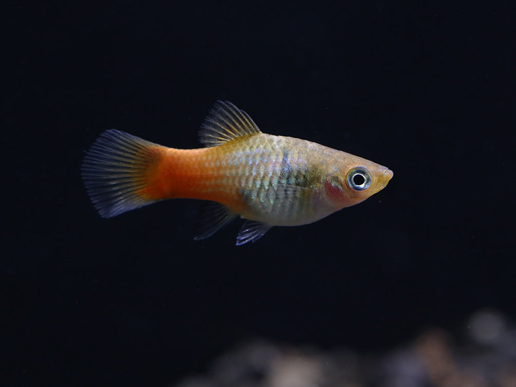 Blue Coral Platy (Xiphophorus maculatus) – Tank Bred