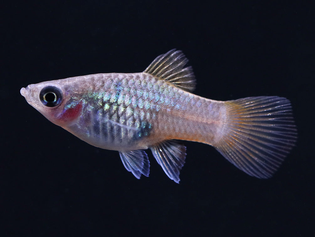 Blue Coral Platy (Xiphophorus maculatus) – Tank Bred