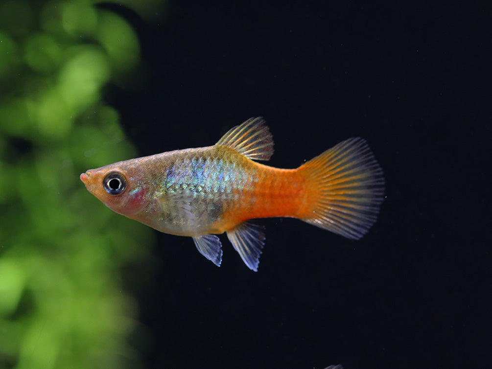 Blue Coral Platy (Xiphophorus maculatus) – Tank Bred