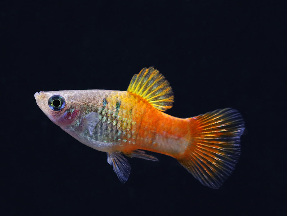 Blue Coral Platy (Xiphophorus maculatus) – Tank Bred