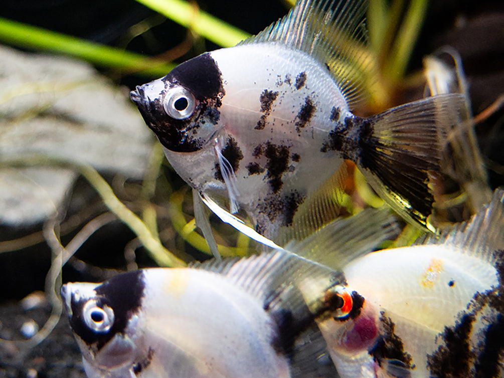 Panda Angelfish (Pterophyllum scalare - variant), USA Bred