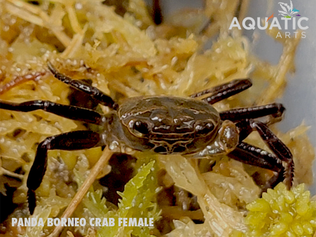 Panda Crab (Lepidothelphusa cognetti)