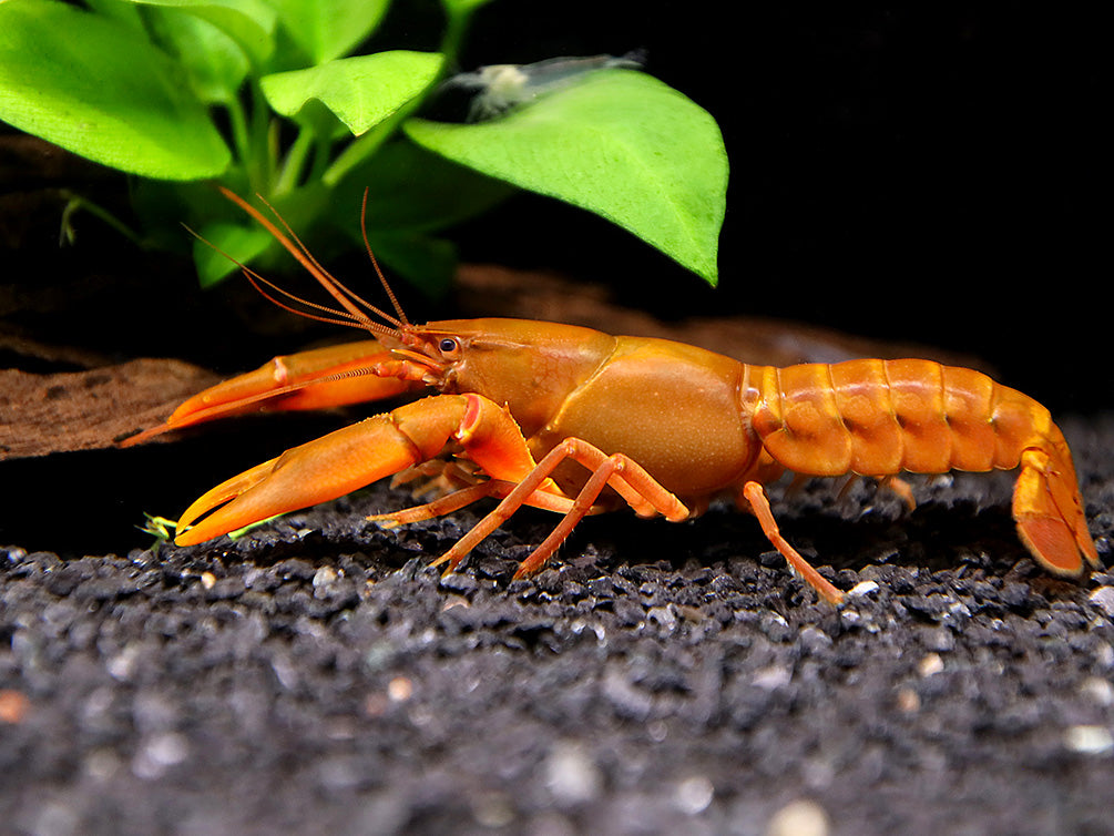 Papuan Orange Tip Crayfish (Cherax snowden)