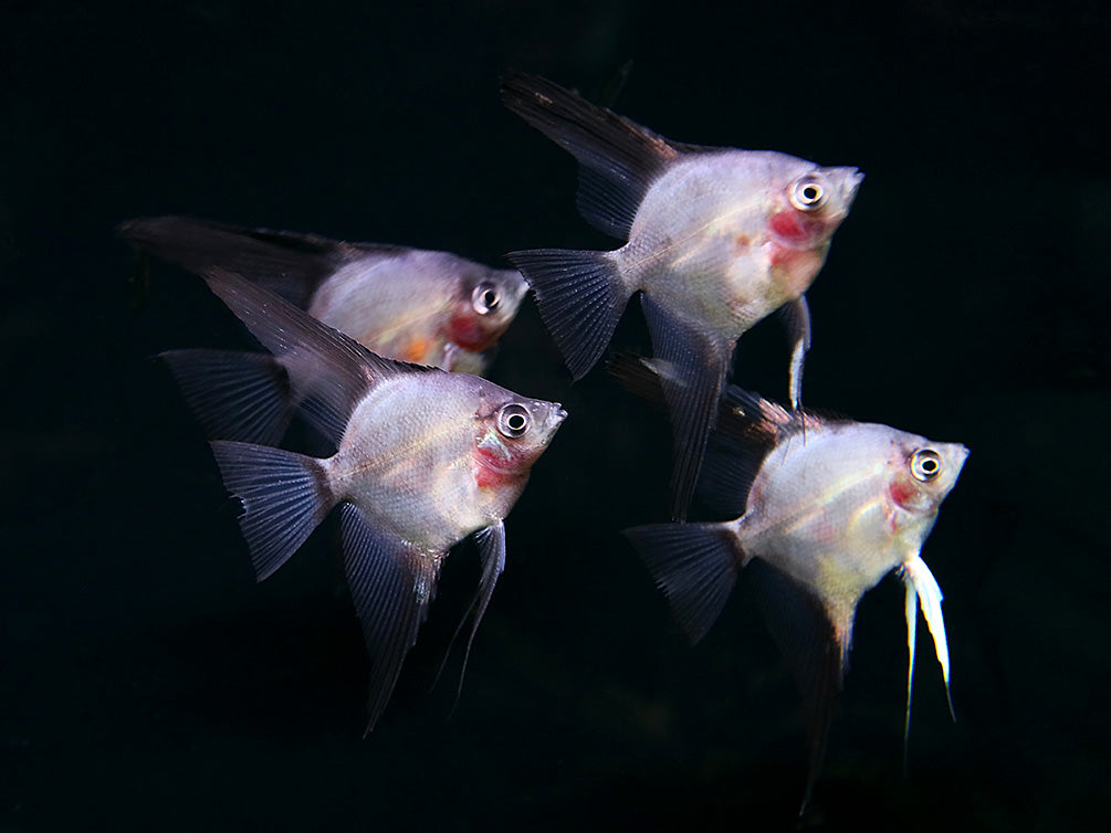 Legend Paraiba Angelfish (Pterophyllum scalare “Legend Paraiba”) – Tank Bred