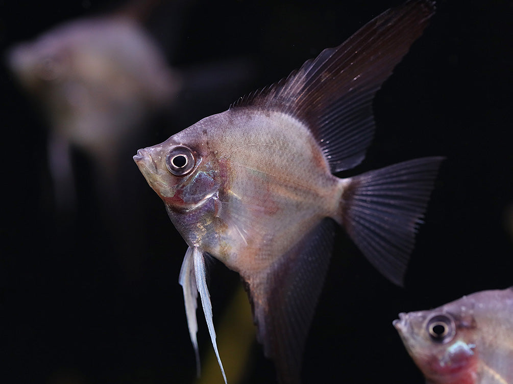 Legend Paraiba Angelfish (Pterophyllum scalare “Legend Paraiba”) – Tank Bred