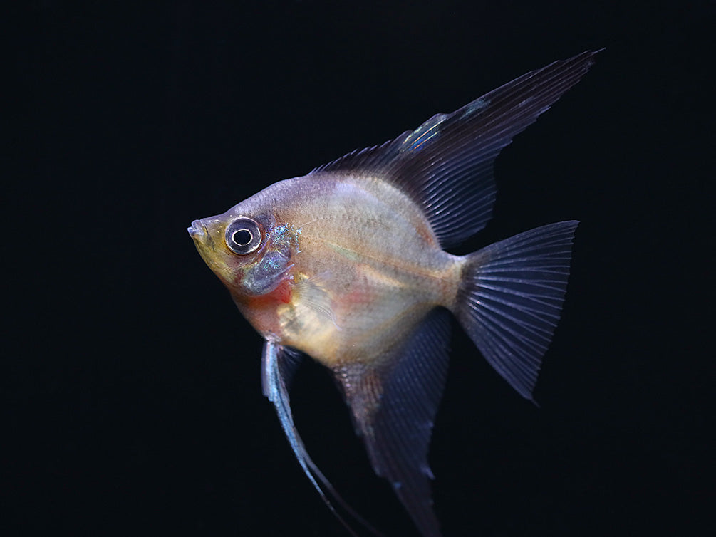 Legend Paraiba Angelfish (Pterophyllum scalare “Legend Paraiba”) – Tank Bred