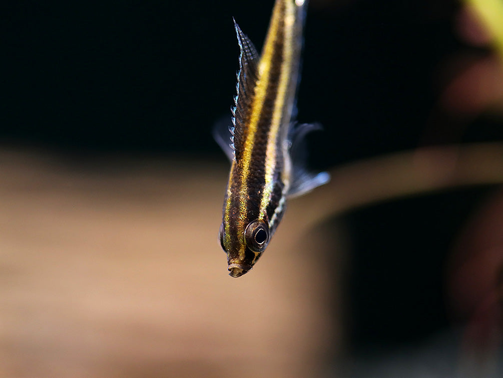 Angel Licorice Gourami (Parospromenus anjunganensis)
