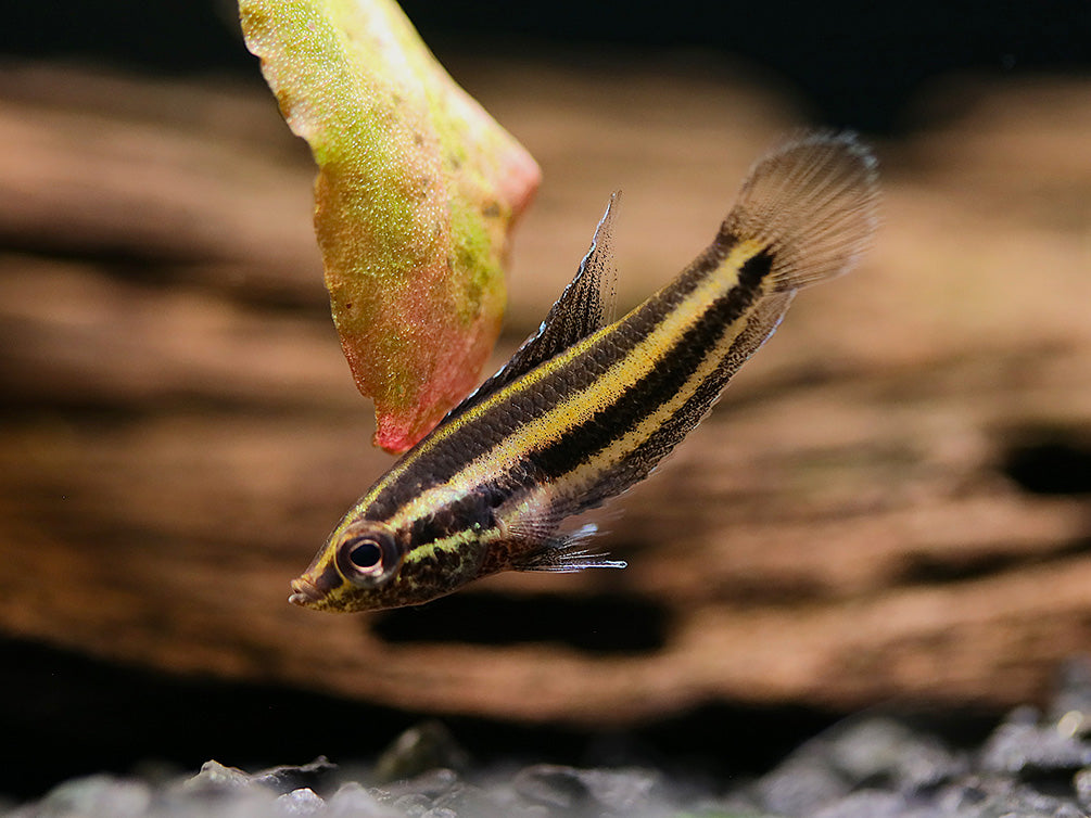 Angel Licorice Gourami (Parospromenus anjunganensis)