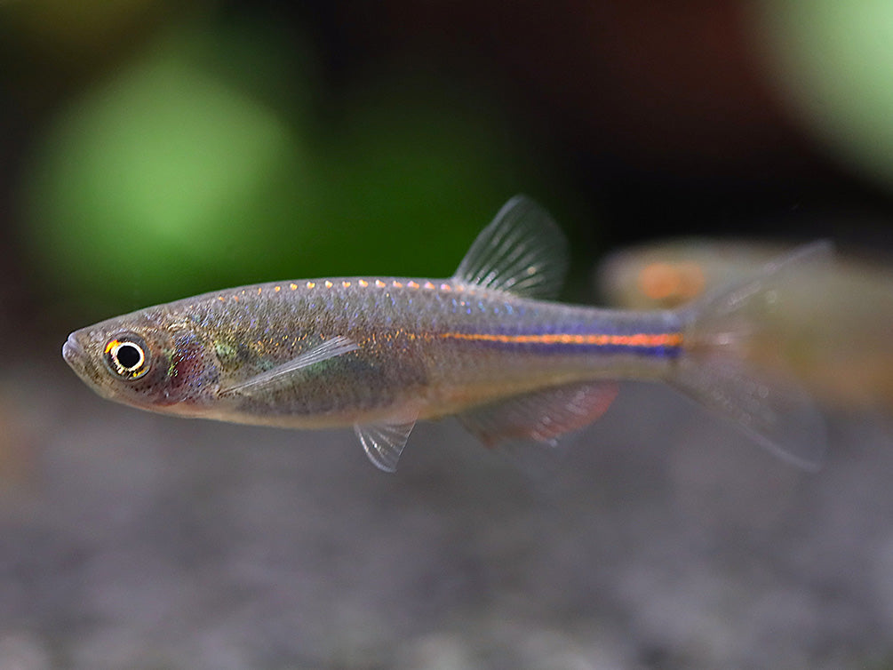 Pearl Danio (Danio albolineatus) – Tank Bred