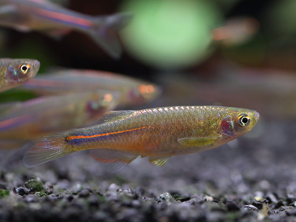 Pearl Danio (Danio albolineatus) – Tank Bred