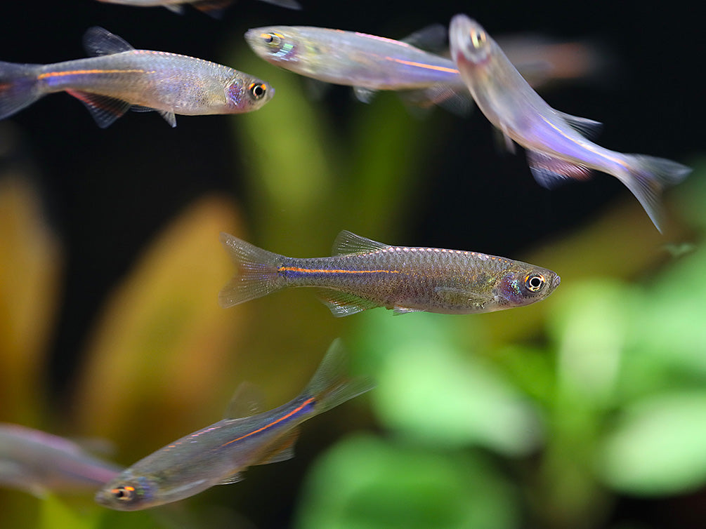 Pearl Danio (Danio albolineatus) – Tank Bred