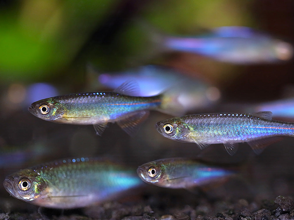 Pearl Danio (Danio albolineatus) – Tank Bred