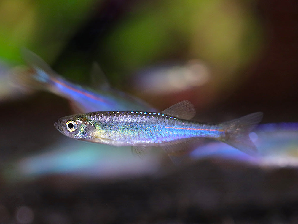 Pearl Danio (Danio albolineatus) – Tank Bred