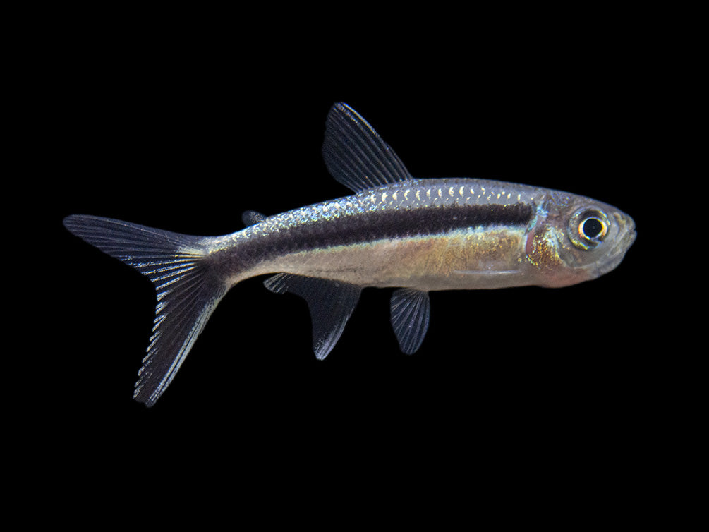 Aquatic Arts BOGO Deals