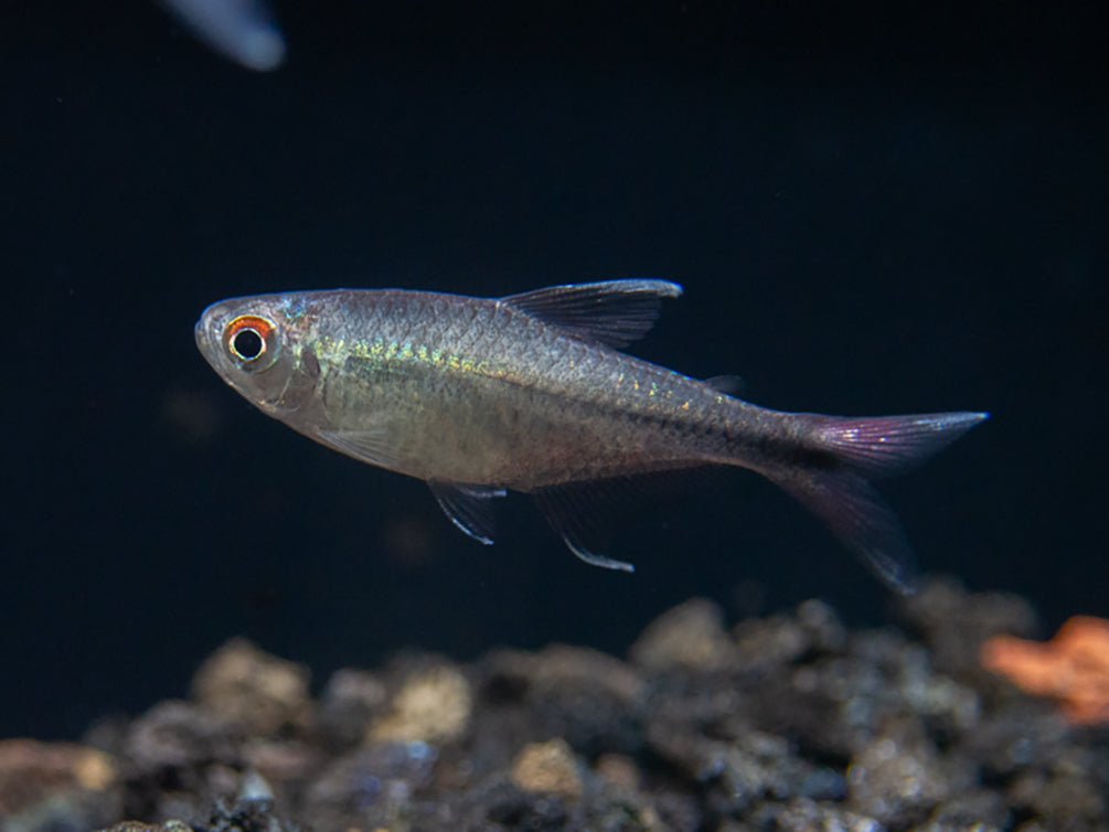 Phoenix Tetra (Hemigrammus filamentosus) - Tank-Bred!