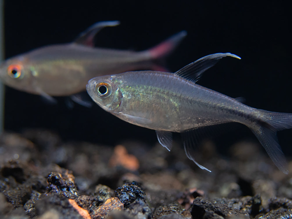 Phoenix Tetra (Hemigrammus filamentosus) - Tank-Bred!