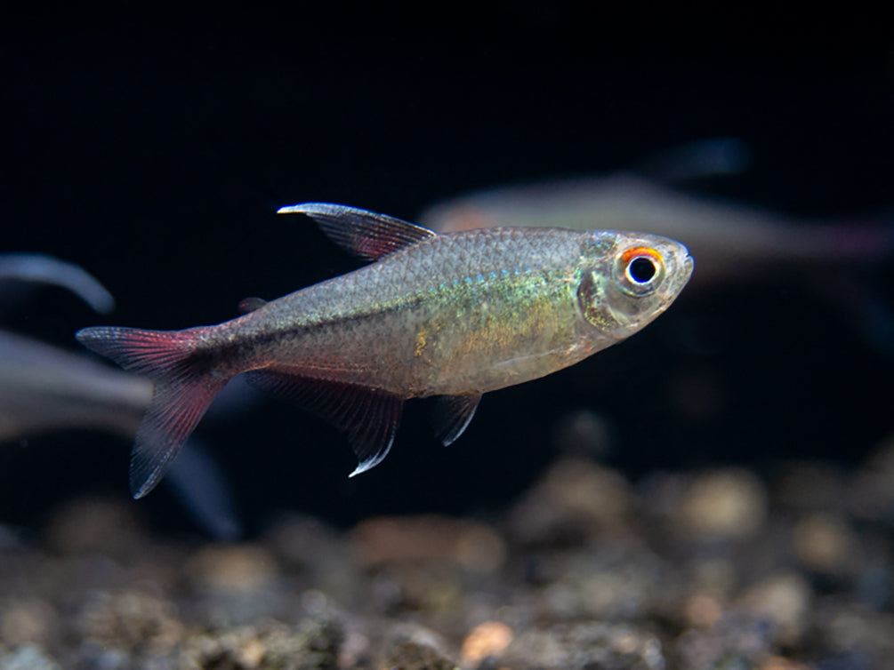 Phoenix Tetra (Hemigrammus filamentosus) - Tank-Bred!