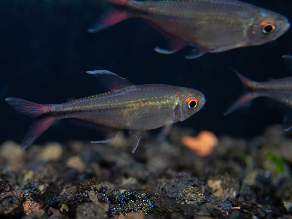 Phoenix Tetra (Hemigrammus filamentosus) - Tank-Bred!