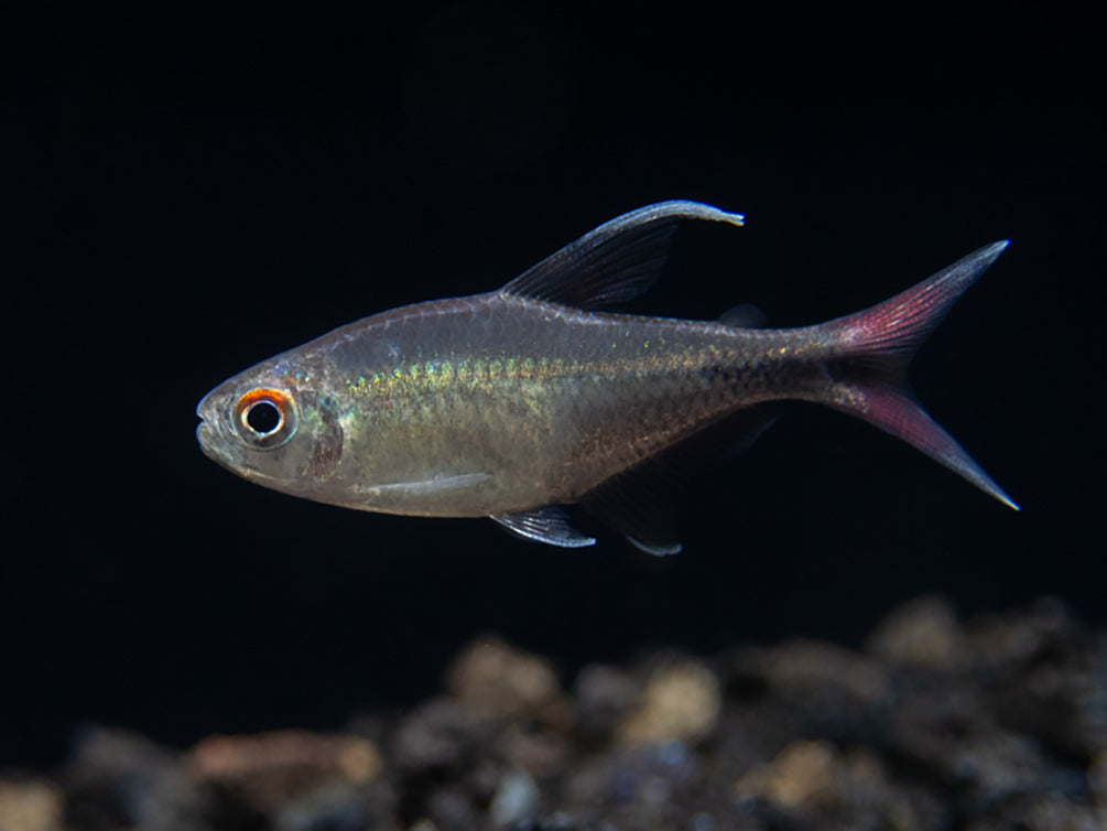 Phoenix Tetra (Hemigrammus filamentosus) - Tank-Bred!