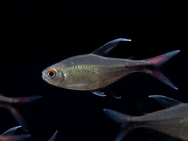 Phoenix Tetra (Hemigrammus filamentosus) - Tank-Bred!