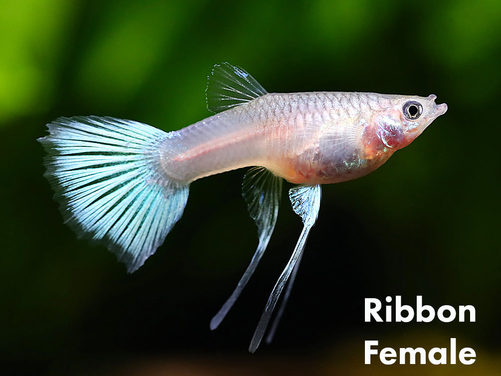 Pingu Guppy (Poecilia reticulata var. “Pingu”), Males and Females, Tank-Bred!