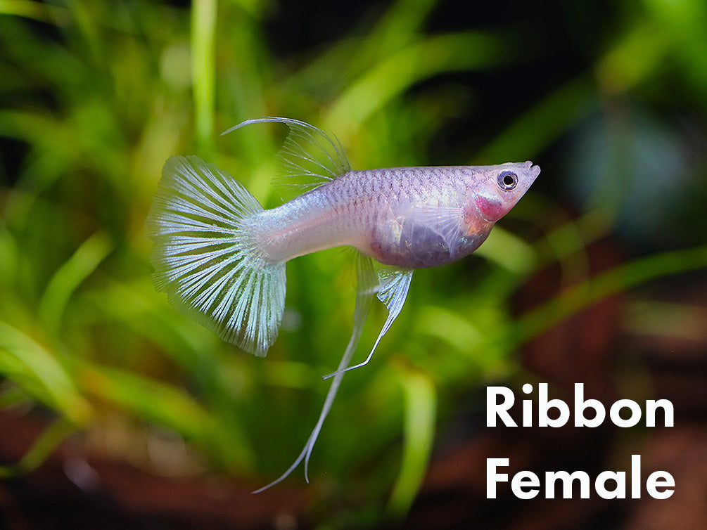 Pingu Guppy (Poecilia reticulata var. “Pingu”), Males and Females, Tank-Bred!